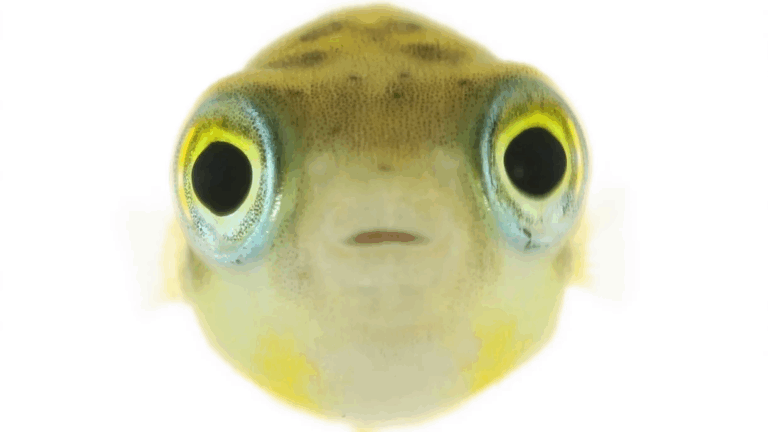 魚を正面から見ると可愛い～うおづらを撮影し続けて～ | PinTo Times
