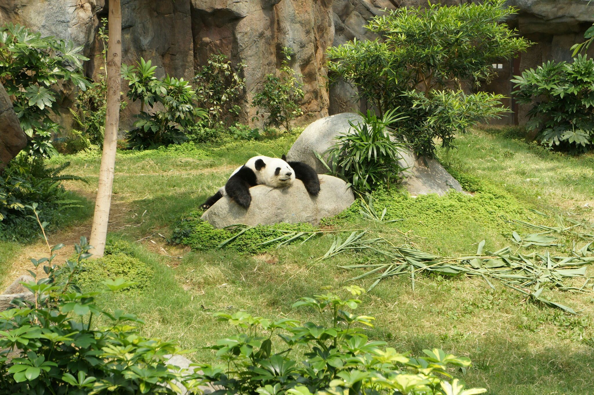 上野動物園のパンダ名前一覧!現在のシャオシャオ・レイレイから歴代・家系図まで完全網羅【2026年最新】 | PinTo Times