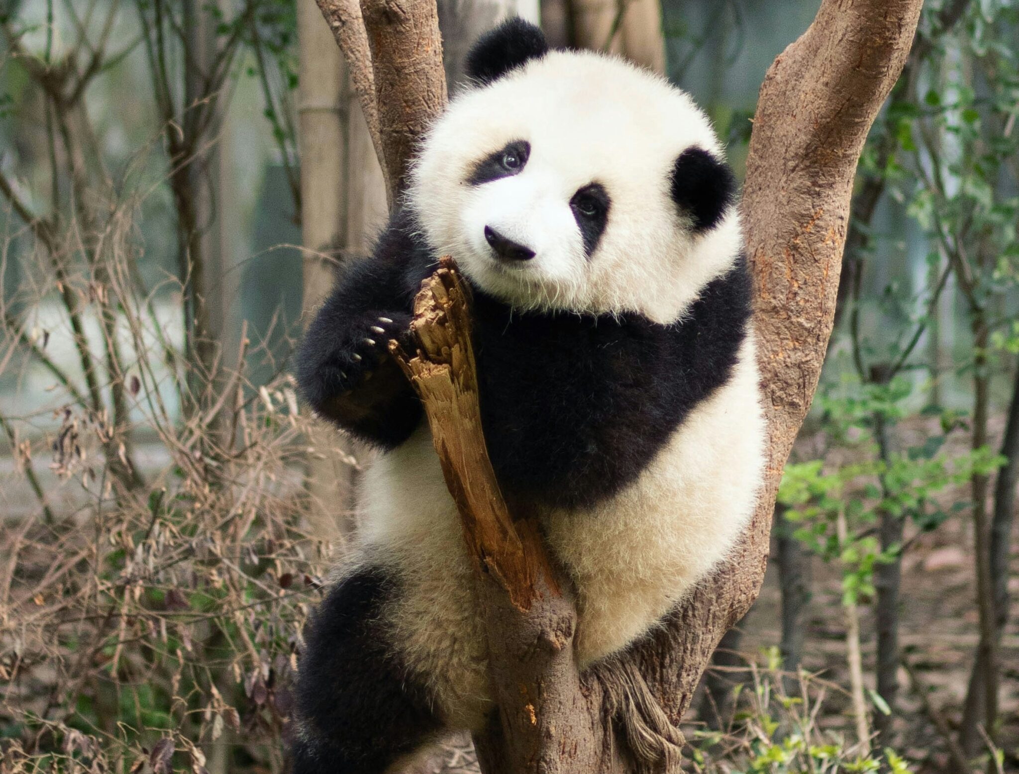 上野動物園のパンダ名前一覧!現在のシャオシャオ・レイレイから歴代・家系図まで完全網羅【2026年最新】 | PinTo Times
