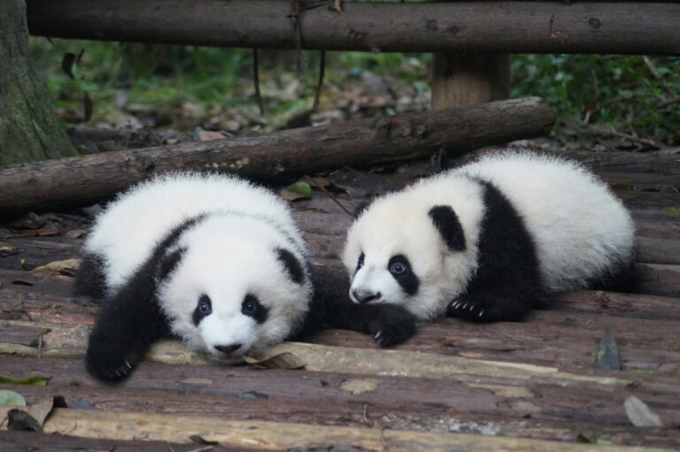 上野動物園のパンダ名前一覧!現在のシャオシャオ・レイレイから歴代・家系図まで完全網羅【2026年最新】 | PinTo Times