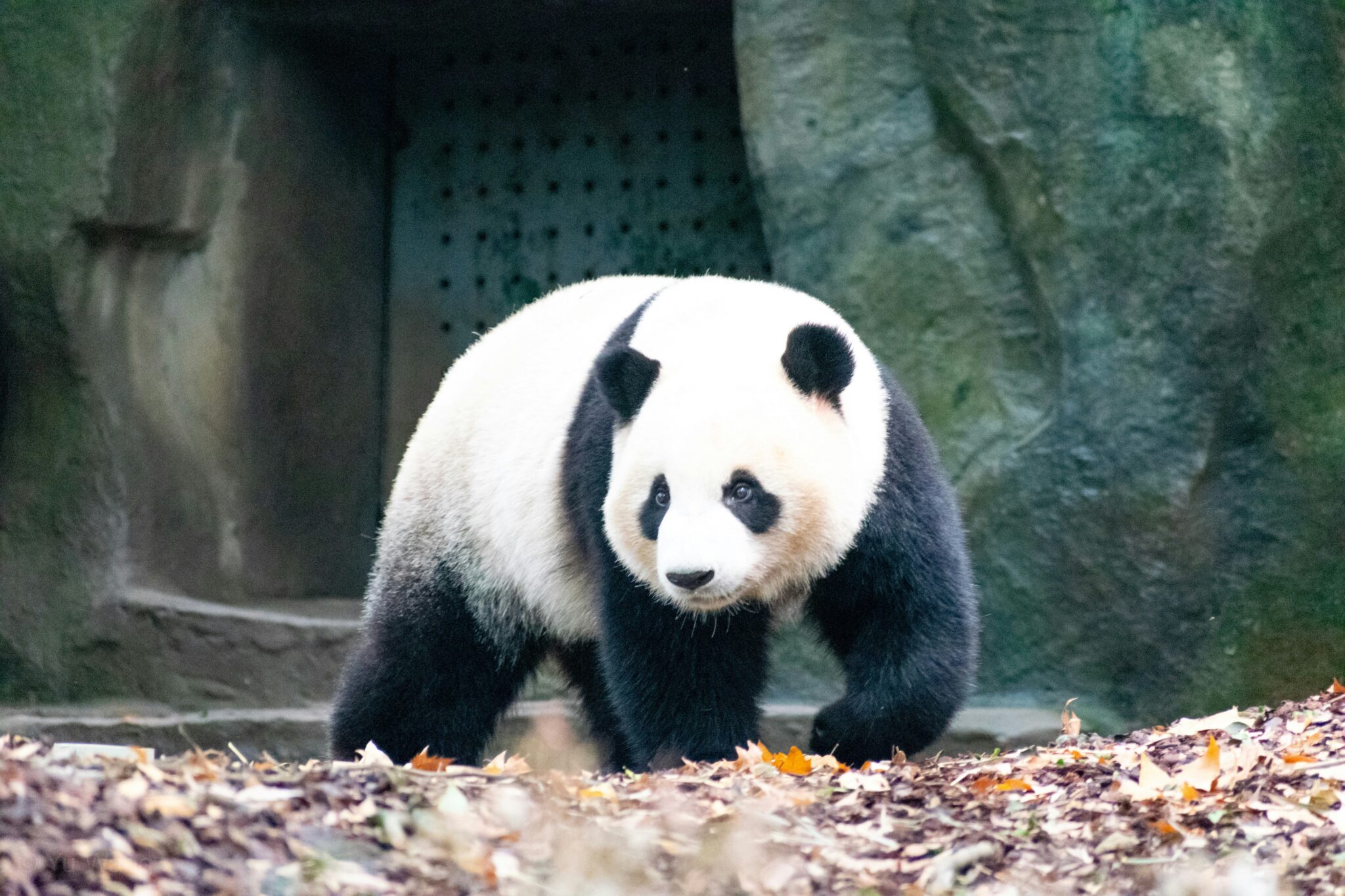 上野動物園のパンダ名前一覧!現在のシャオシャオ・レイレイから歴代・家系図まで完全網羅【2026年最新】 | PinTo Times