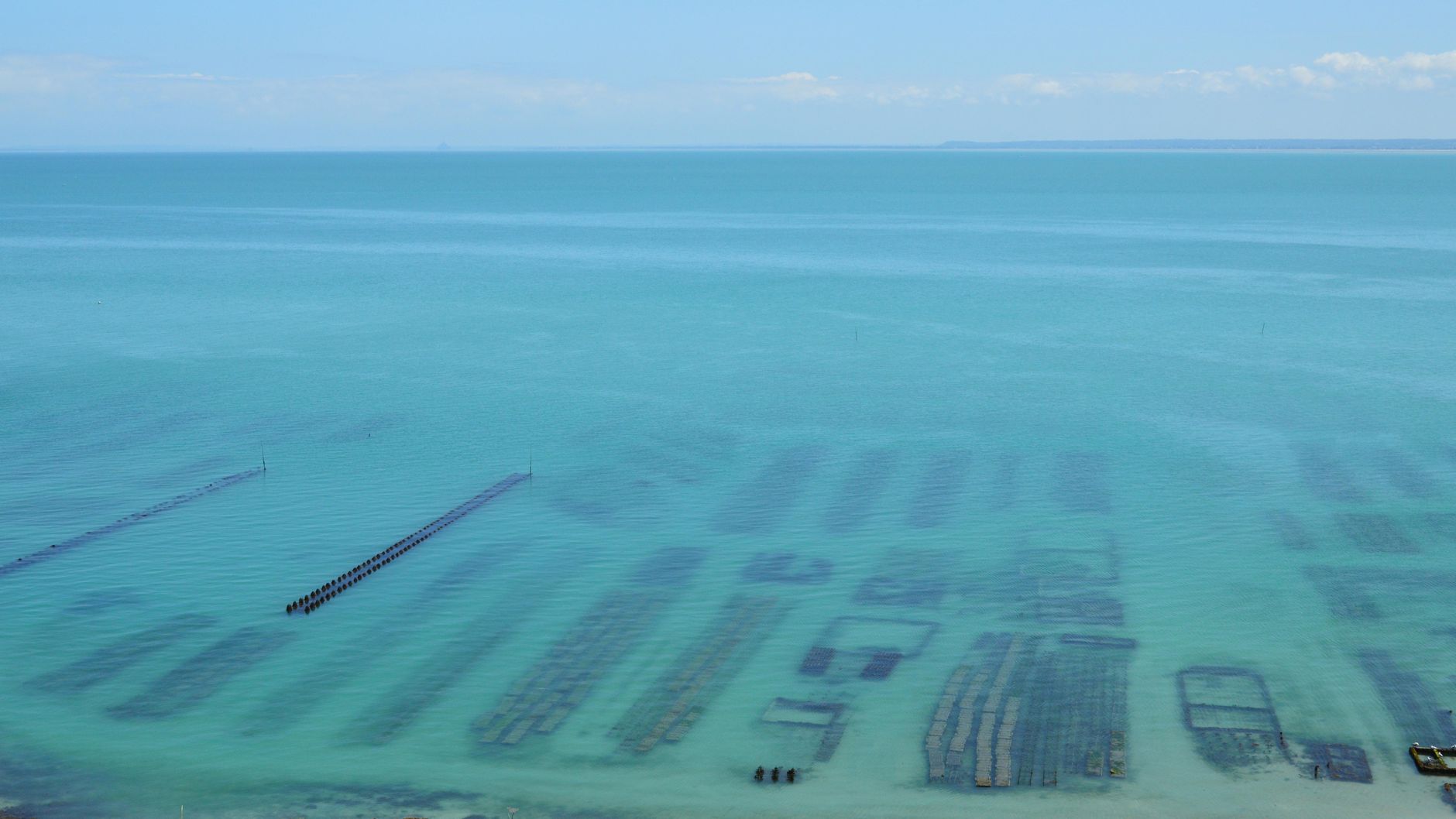 海藻が海外で食べられない理由とは|腸内細菌の違いから知られざる歴史、じわじわ広がる世界の海藻食事情まで
