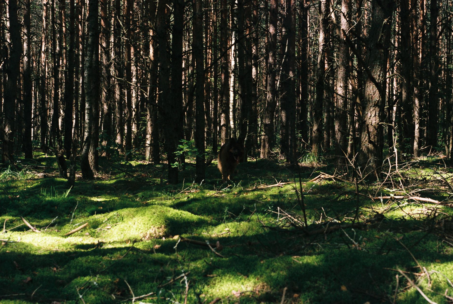 どんぐりの不作が街中のクマ出没につながる理由