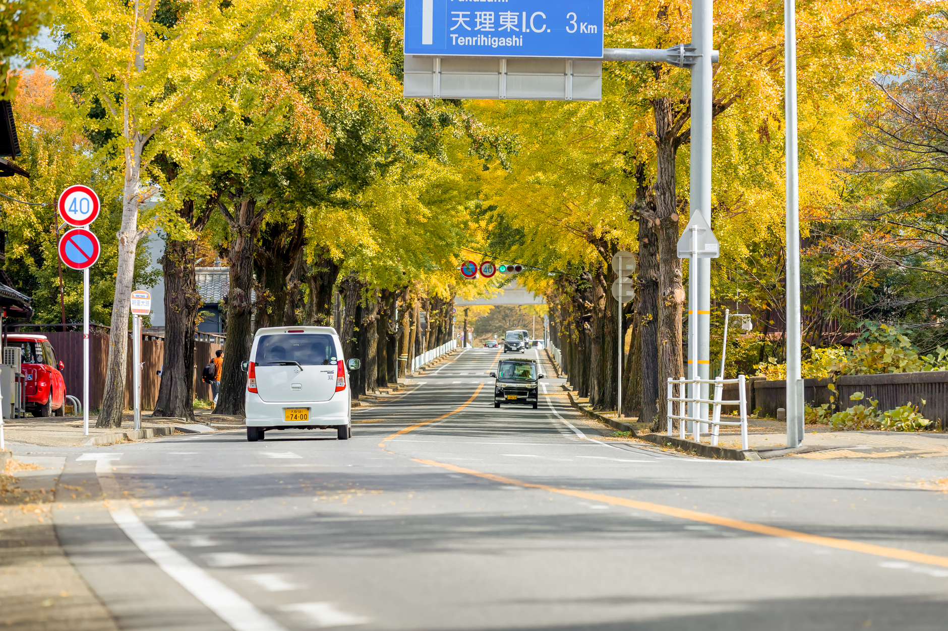 銀杏はなぜ臭いのか|強烈な匂いの正体と、1億年生き延びた戦略の秘密
