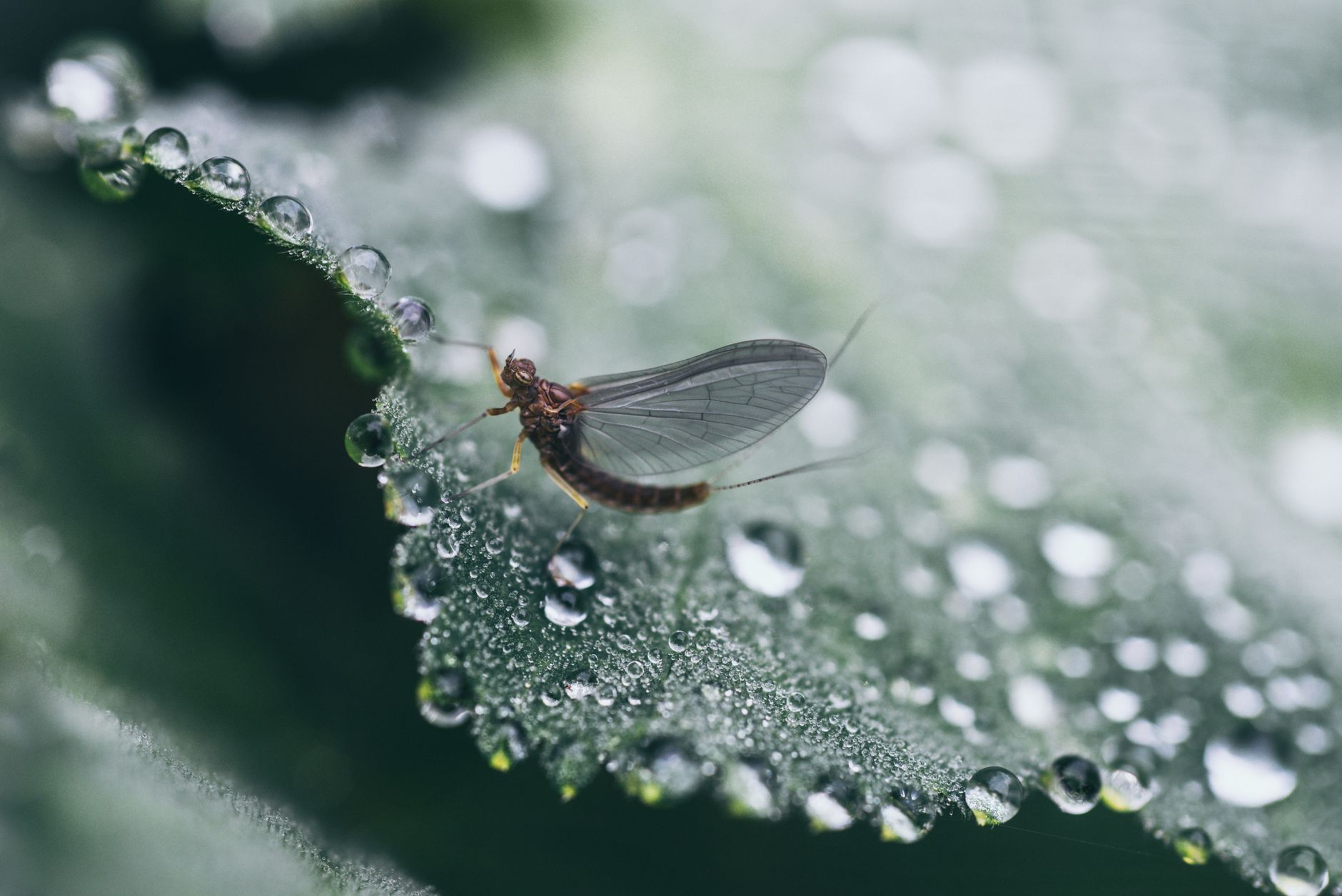 蚊取り線香の起源とは：渦巻き型はなぜ生まれた？発明の裏側と世界に広がった理由