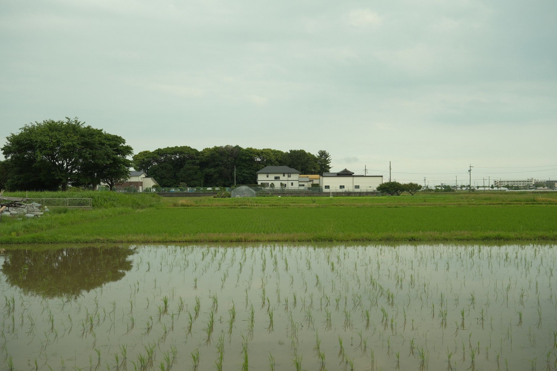 男爵とメークインだけじゃない、ジャガイモの種類で味も食感も変わる理由
