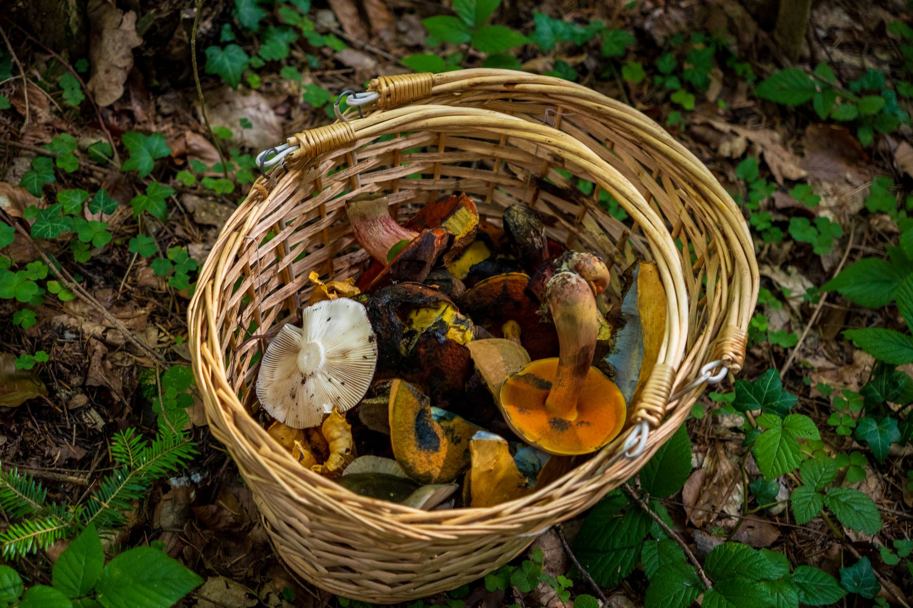 きのこ狩りシーズンに知っておきたい毒キノコ一覧、そっくりな食用きのことの見分け方